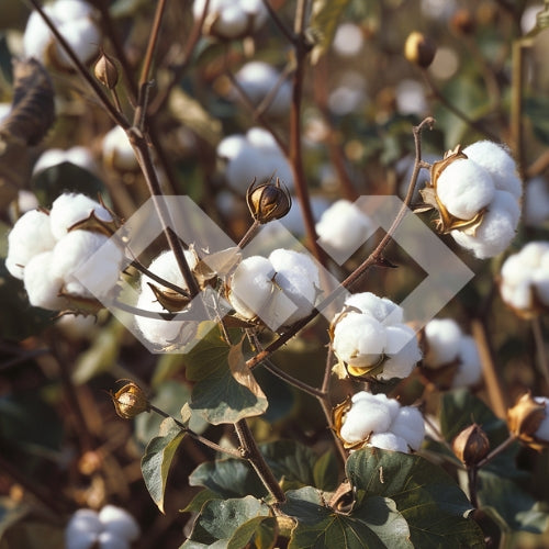 Where Does Cotton Come From? Infinite Fashion